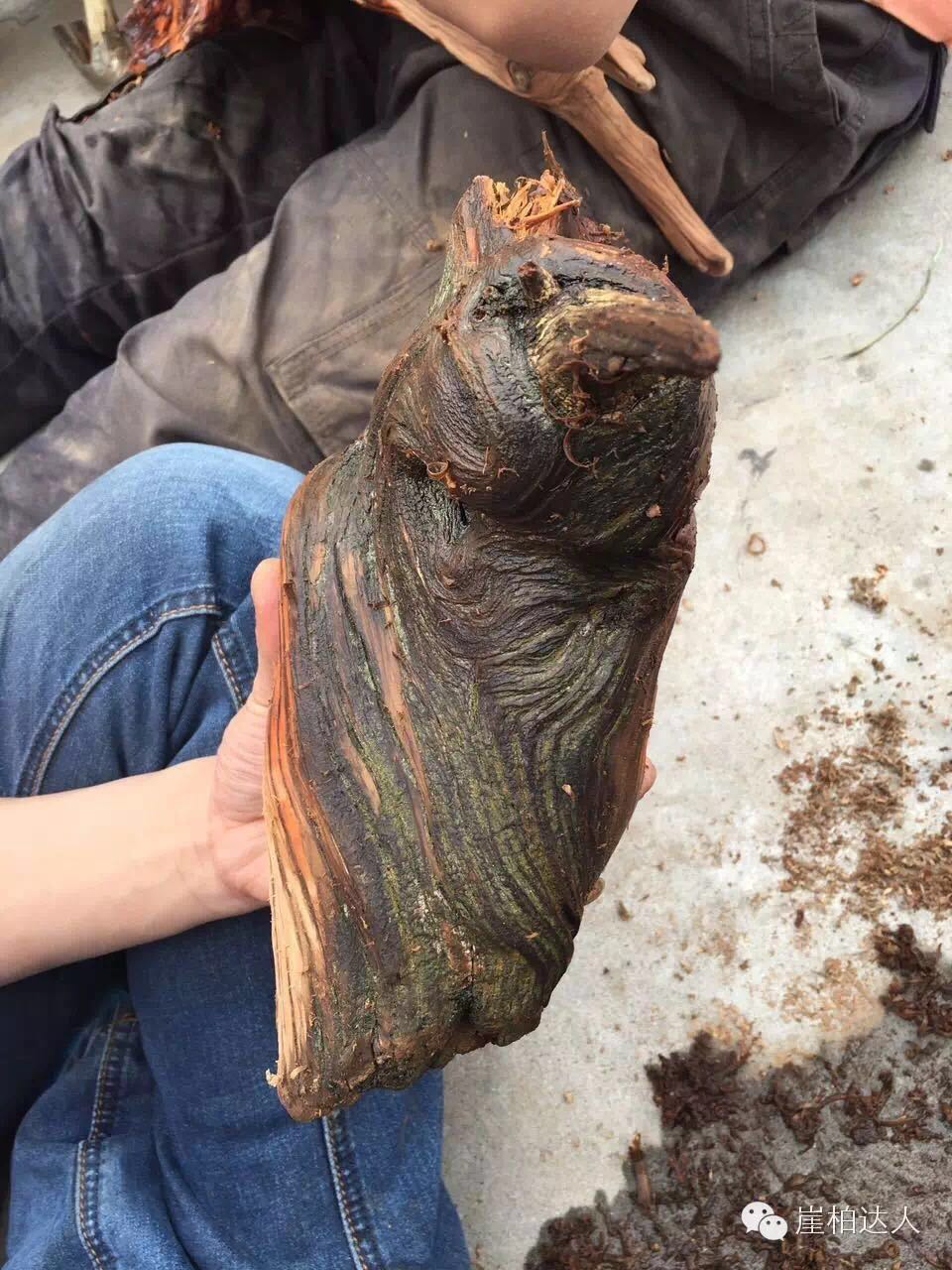 手把手教你打磨崖柏,崖柏玩皮怎么打磨