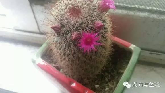 仙人球最常见的品种，你能认识几个？