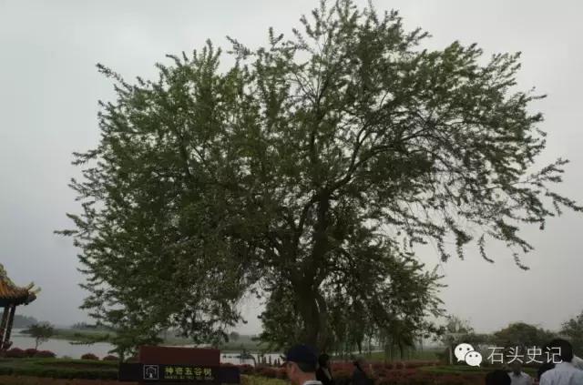 郑和下西洋带回祥瑞麒麟,郑和下西洋带回的植物