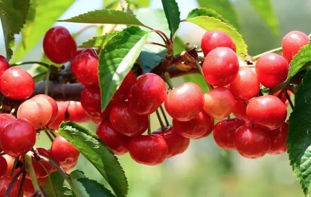 烟台万象汇美食排行榜前十名,烟台旅游攻略必去景点美食