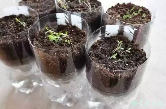 香草怎样种植才能发芽,盆栽最好种的香草植物