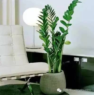 摇钱树变成光杆树视频,摇钱树落叶子怎么办