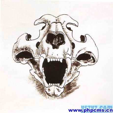 工笔虎技法,工笔虎教学