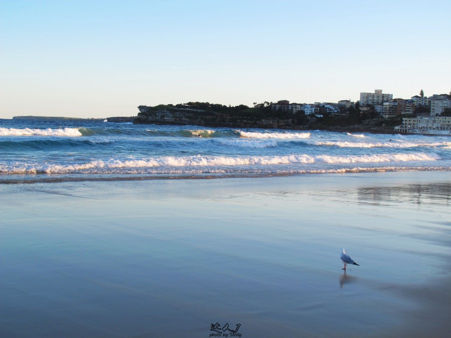 悉尼是啥味道,悉尼盐蚝