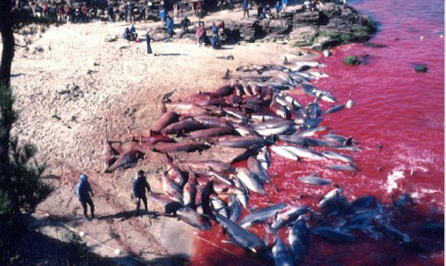 日本拒绝入境经历,日本海豚湾纪录片完整版