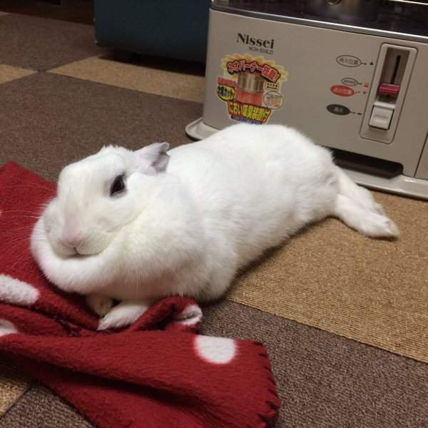 养了很久的兔子有灵性还是死了,养了两年的兔子