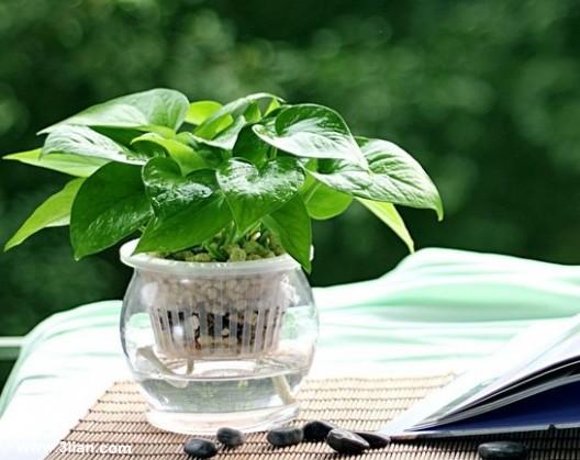 绿萝花卉养护知识大全图解,盆栽绿萝怎么养才能开花