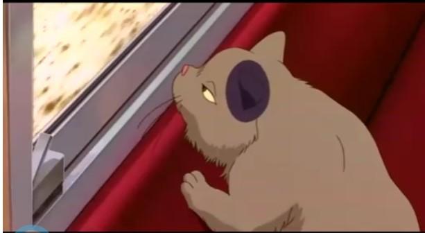 动漫卡通猫的名字,可爱动漫猫图片