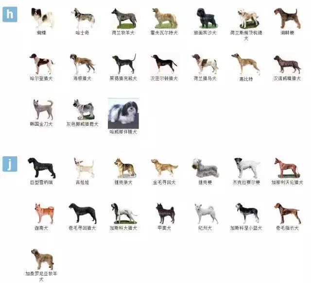 狗狗品种大全视频,狗狗品种大全萨摩耶