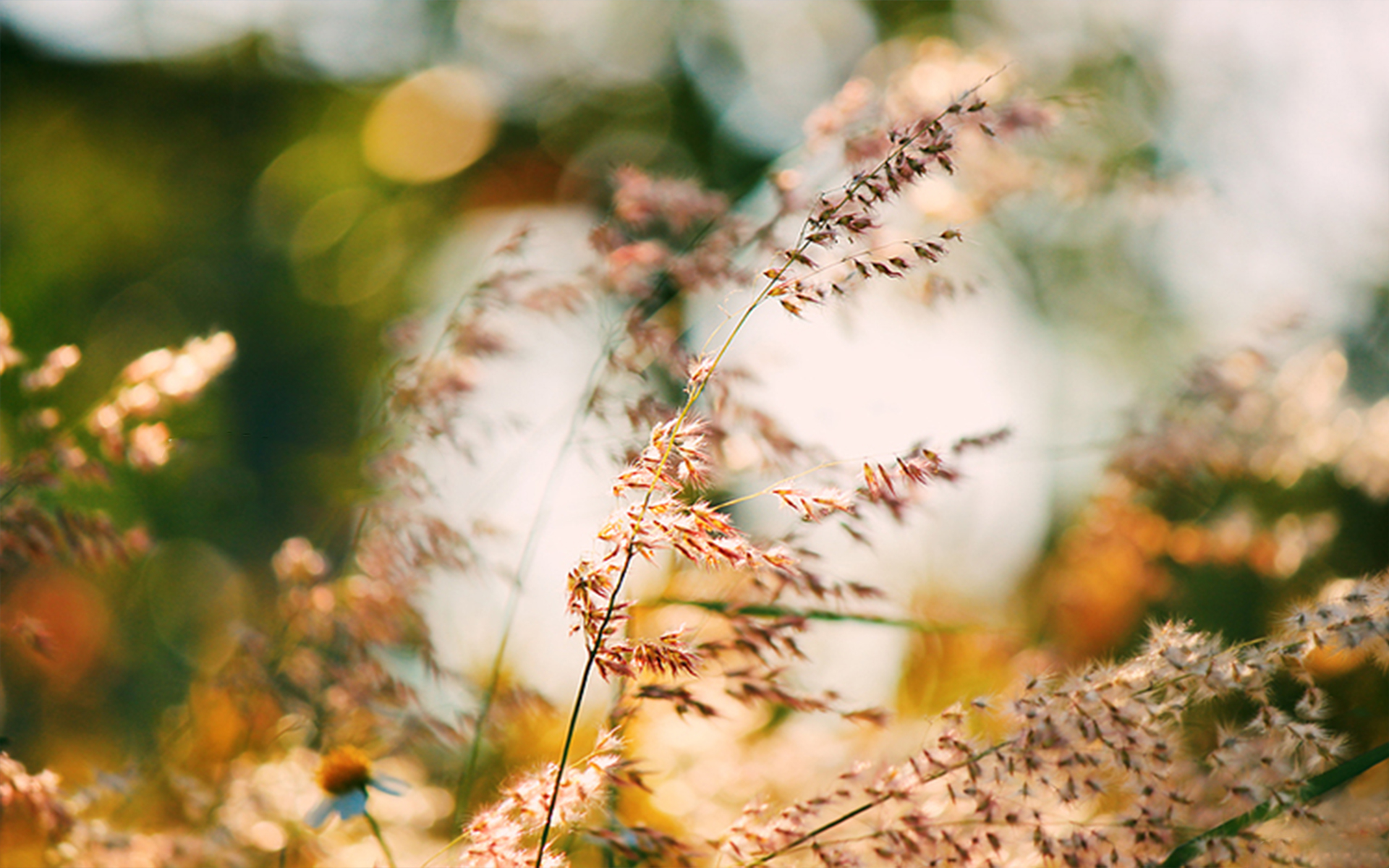 爱情语录倘若能够忘却我愿携爱而行