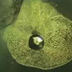 全世界最大最好看的珍珠,世界上最美的彩色宝石珍珠