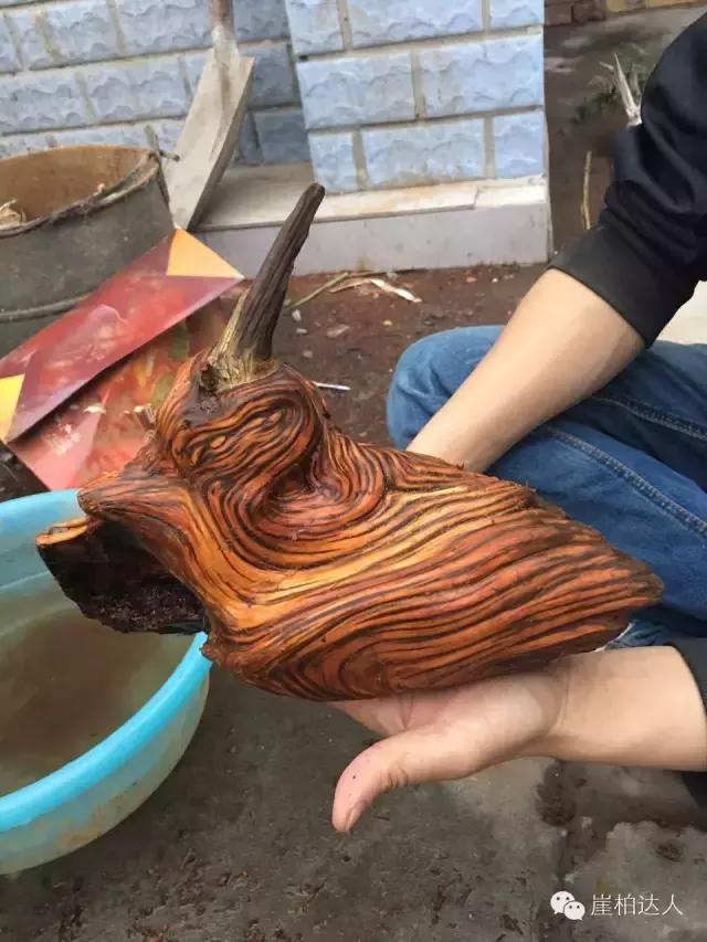 手把手教你打磨崖柏,崖柏玩皮怎么打磨