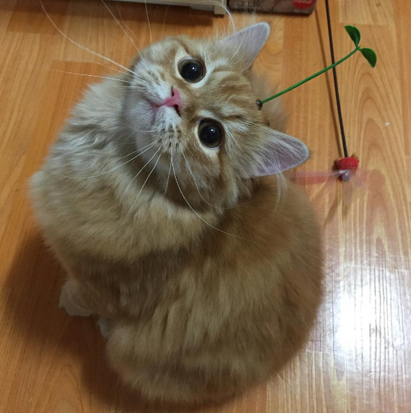 猫咪头上带了个粉色蝴蝶结表情包,狗狗控萌图视频