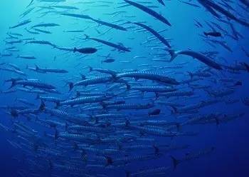 只属于这个季节的海味，带着内脏吃说明你是行家