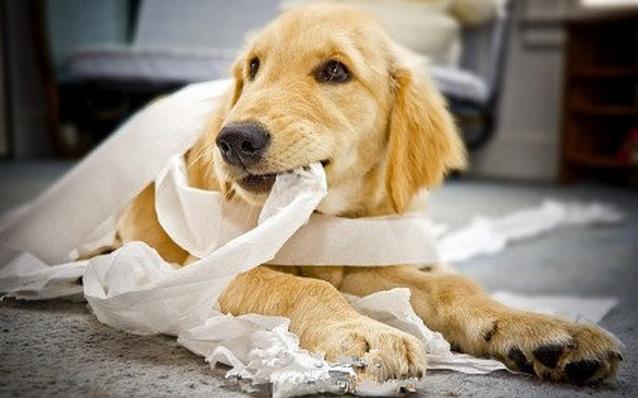 狗狗怎么才能吃麦麸,狗狗怎么开始吃狗粮