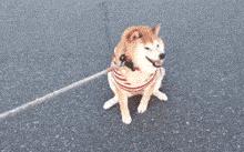 最适合12星座养的小狗狗,十二星座之星座狗