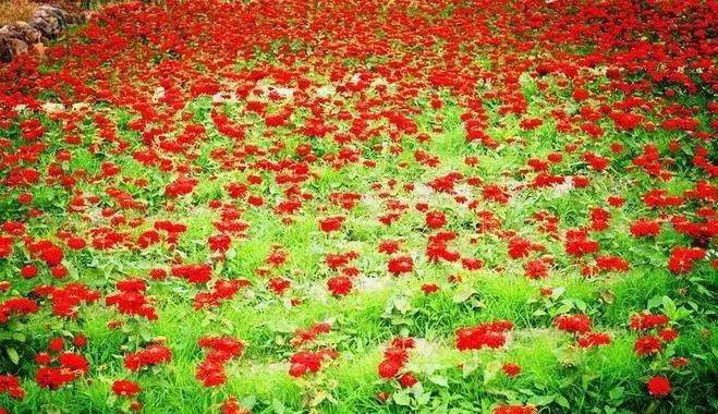 安溪由茶乡变成诈骗之乡,安溪为啥被称为诈骗之乡