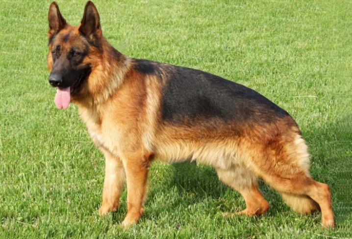 东德牧羊犬和德国牧羊犬有区别吗,牧羊犬详细介绍