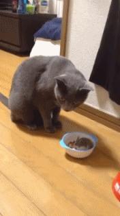 适合学生党的可爱活泼小仓鼠,学生党的小型仓鼠10元