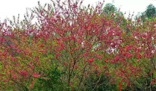 安溪由茶乡变成诈骗之乡,安溪为啥被称为诈骗之乡