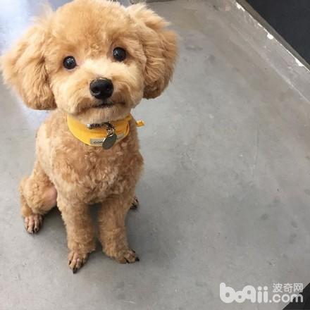 家里有宠物的人需要知道什么,如何介绍家里的宠物