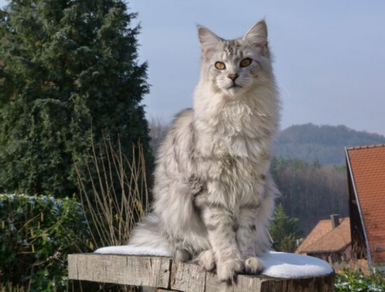 缅因库恩猫白色,缅因库恩猫很少人养