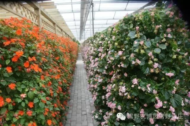 感恩教师节景区活动,感恩教师节门票优惠政策