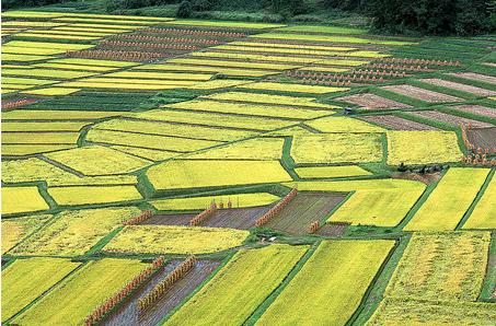 农业扶持股龙头,生态农业利好最新消息