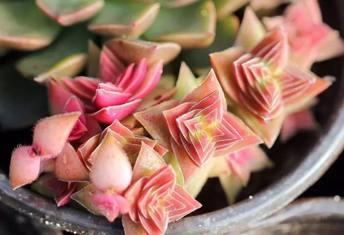 长得像宝塔的多肉,天鹅绒多肉为什么容易长成宝塔形