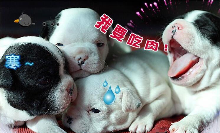 注意过狗粮中红白肉吗？！为了你家汪，看看这里吧！