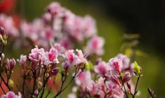 安溪由茶乡变成诈骗之乡,安溪为啥被称为诈骗之乡