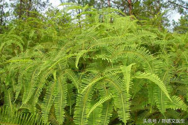 耳洞发炎红肿能摘吗,耳洞附近反复发炎怎么办