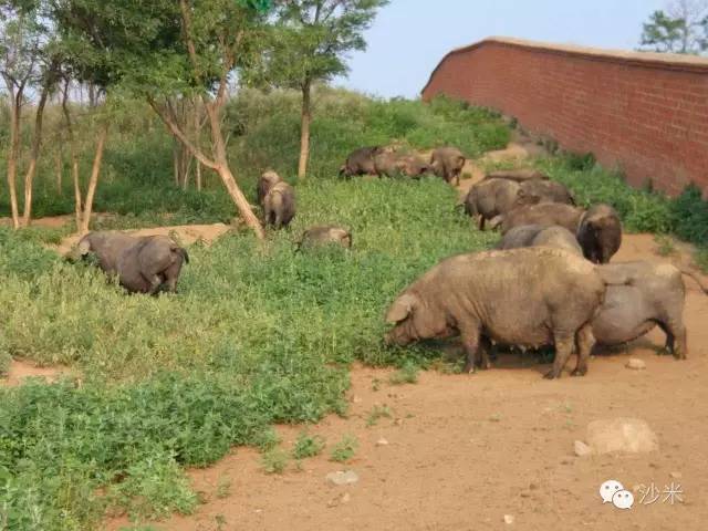 米汤发酵的营养成分,米汤发酵能洗浴吗