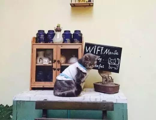 猫咪咖啡馆哪家最好,武汉有哪些猫咪咖啡厅