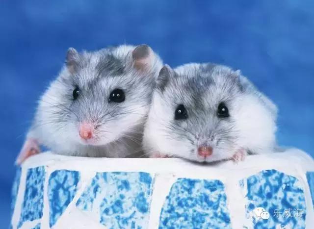 威海最全的宠物店汇总!喵奴汪主人还不速速收藏!