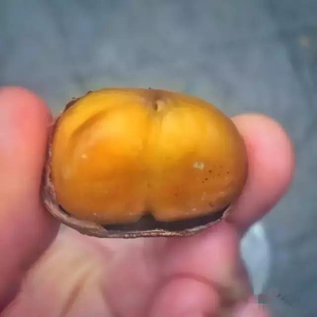 金味栗子,金味栗子几月开始卖