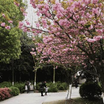 iphone玩游戏怎么开动态模糊,iphone玩机动态组件自定义图片