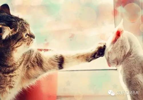 “太子妃”下架，乐视开启暴走模式？！