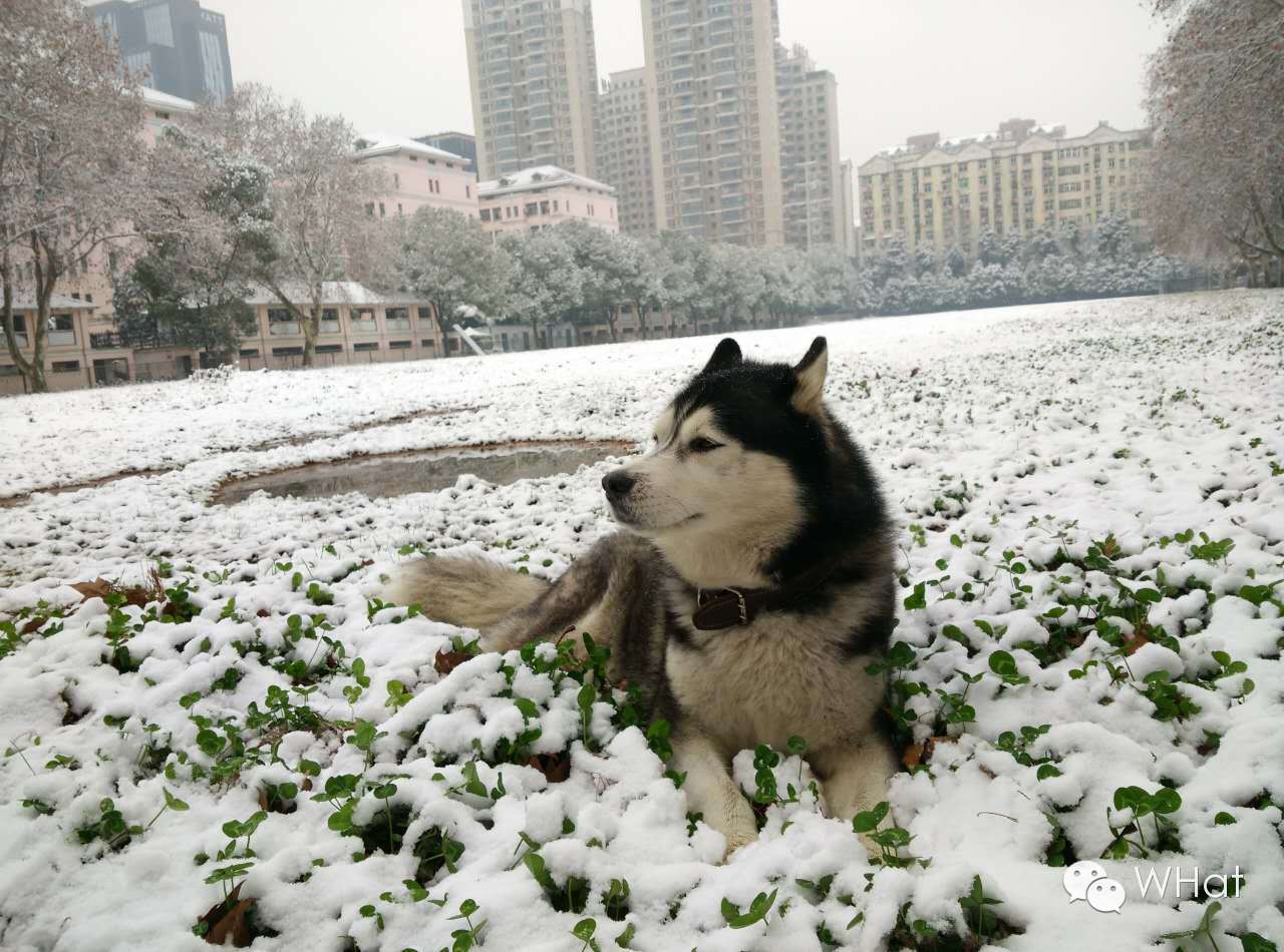 武汉只下一天雪吗,武汉下的是雪吗