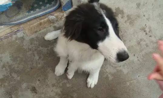 一梦谈狗l边牧的脸怎样比较美？