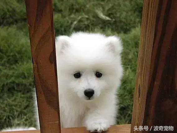 狗狗品种大全图片及简介,狗狗的所有类型品种大全介绍