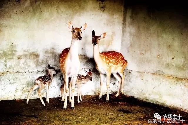 成功的休闲农庄需要具备哪些条件,做休闲农庄必须考虑的几个问题