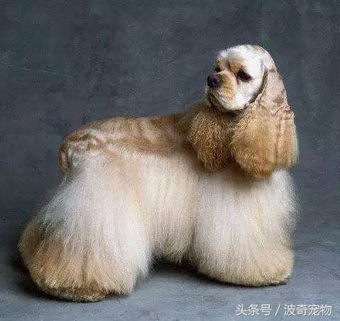 狗狗品种大全带你走进狗狗的世界,狗狗品种大全看看你认识几种