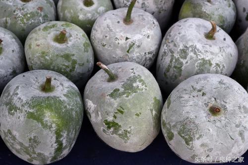 餐桌上常见的本土作物是什么,10种常见的粮食作物