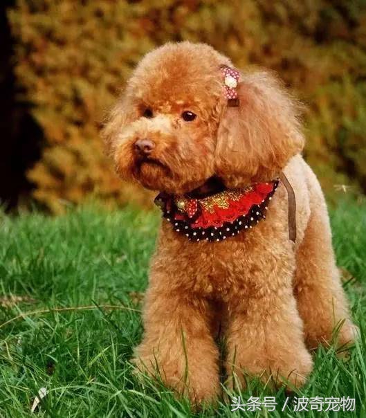 狗狗品种大全图片及简介,狗狗的所有类型品种大全介绍