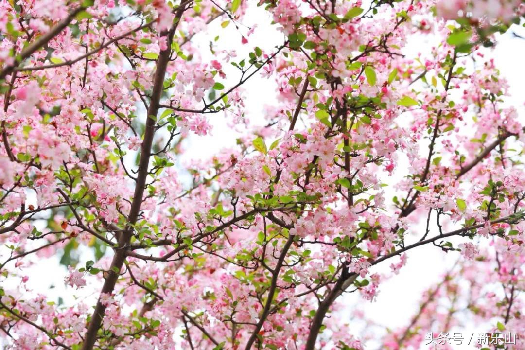 四川乐山最美的春天,乐山的春天有多美