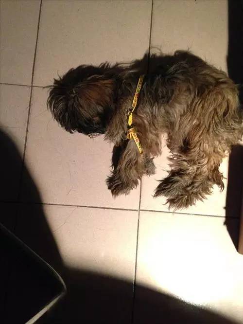 狗狗对着门外大叫是怎么了,狗为什么老是敲自己家的门