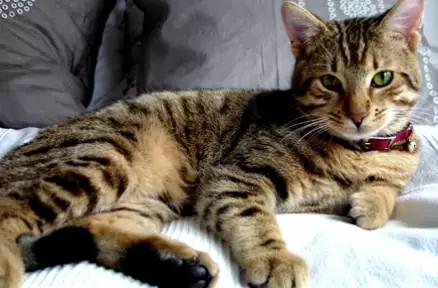 中华田园猫品种古代叫法,中华田园猫的品种介绍和图片大全