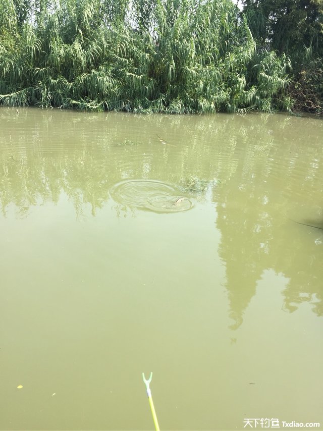 渔品汇产品,渔品汇饵料