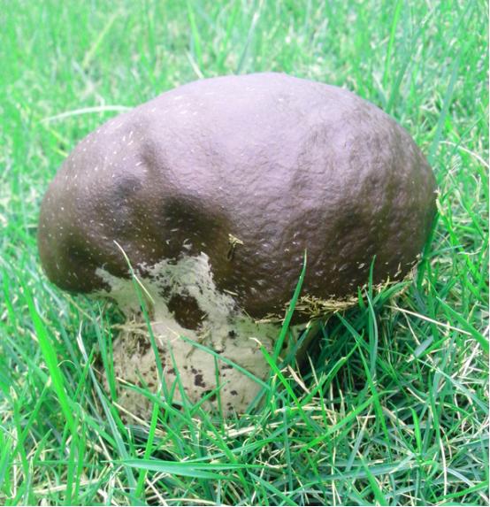 马勃亦药亦食材,紫大脱皮为真品